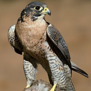 Meet your Posher, Jenny